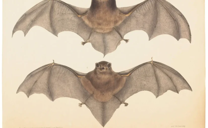 Pipistrelli in biblioteca